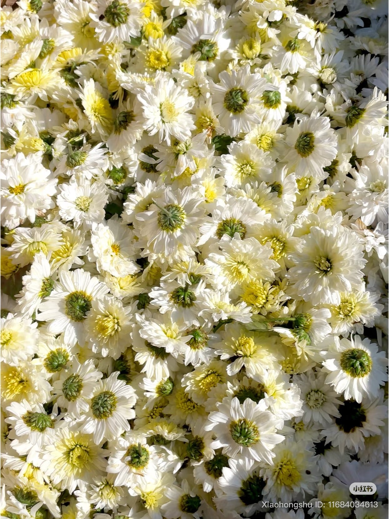 Gong Chrysanthemum