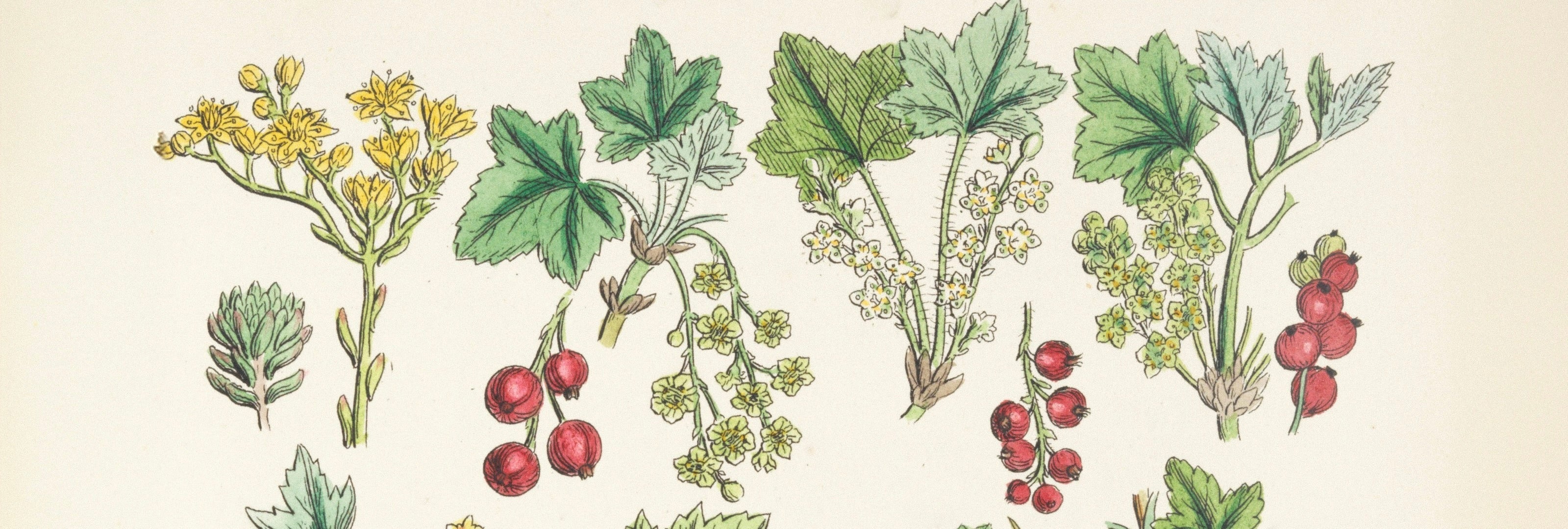 Before Doctors, There Were Plants: A Short History of Herbs Across Cultures