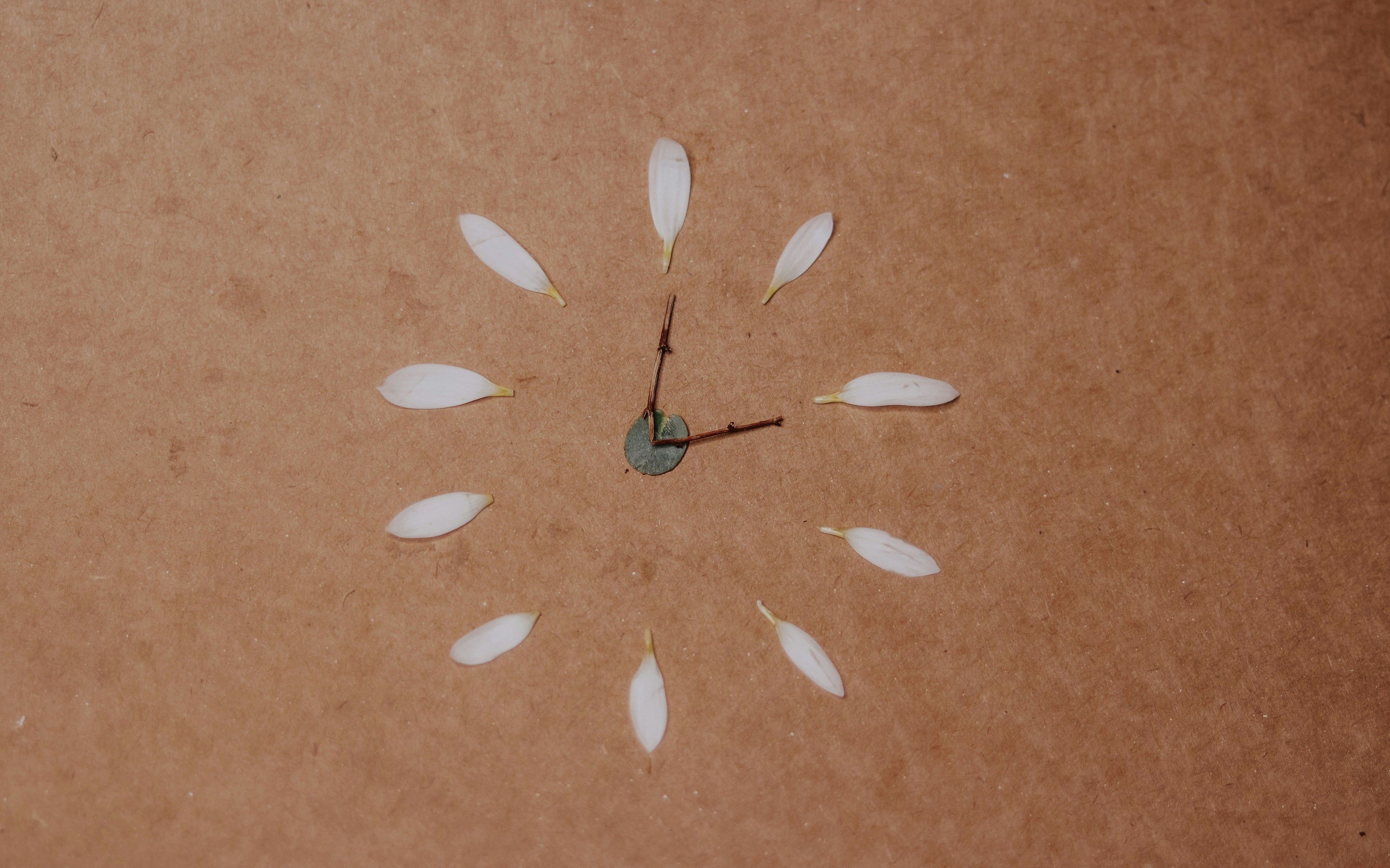The 12-Hour Body Clock and How Chinese Medicine Reads the Day