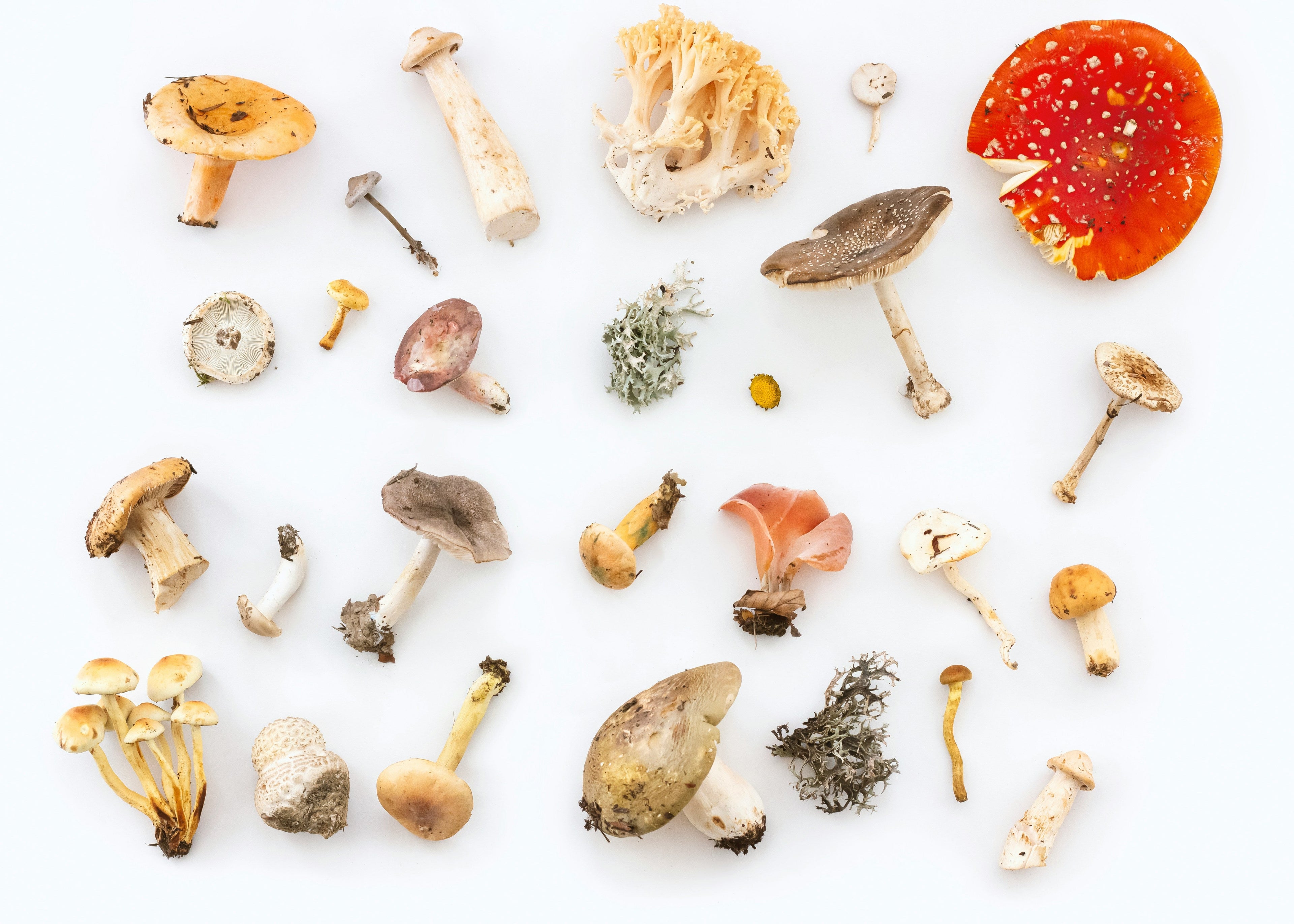 Yunnan Food: The Herb-Rich Cuisine That Sets It Apart from the Rest of China