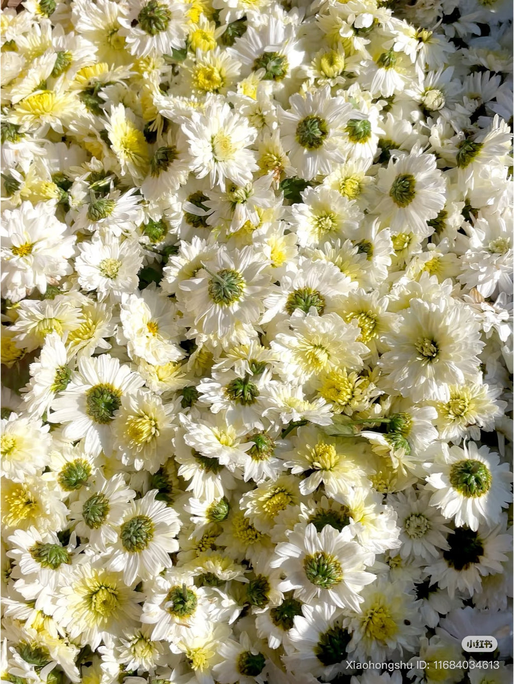 Gong Chrysanthemum